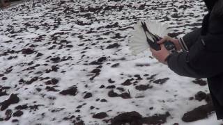 Николаевские голуби 5.02.2017 г