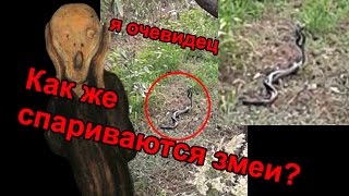Как же спариваются змеи? СМОТРЕТЬ ВСЕМ!
