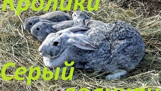 Кролики породы "Серый великан"