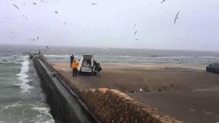 теперь я понял откуда взялось выражение налетели как чайки