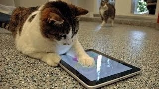 Lustige Katze Spielen Ipad Spiele Vorstellung Mai 2014 [HD]