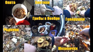Опята Моховики Сыроежки Рядовки Говорушки Зонтики. Грибы в ноябре. Alex Pro