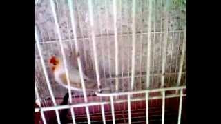 Ασπρο Καρδερινοκάναρο (Goldfinch x Canary)