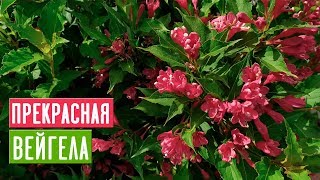 ВЕЙГЕЛА ? Особенности ухода и выращивания/ Садовый гид