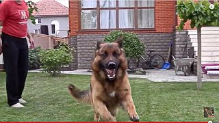 Happy. Немецкая овчарка Дакар German Shepherd 3 years. Одесса.