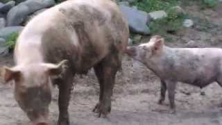 Pigs sex ( ღორების სექსი +18 )