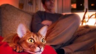 Коты и собаки смотрят телевизор