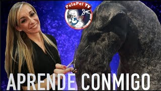 LA PELUQUERÍA CANINA NUNCA FUE TAN FÁCIL CON CAROL BUIZA EN RIPOLLET, BARCELONA EPISODIO 1