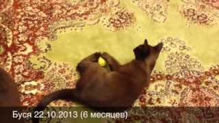 Буся-игруся