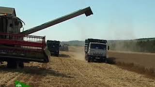Завершается уборка ранних зерновых в Красногвардейском районе. 11.08.2017