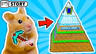 Syrian Hamsters in Minecraft Pyramid Maze ⛏️ Come end Enjoy ⛏️Hamster Playground Minecraft Maze