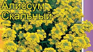 Алиссум Скальный (Алиссум Skal'nyy). Краткий обзор, описание характеристик, где купить, семена