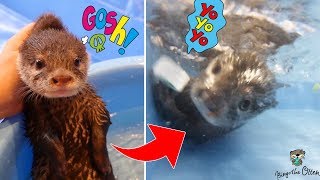 水が苦手なカワウソが泳げるようになるまで【ビンゴ2018総集編】Otter Bingo who was afraid of the water(2018 Collection)