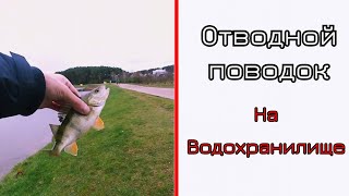 Отводной поводок на водохранилище. Цнянка. Минск.
