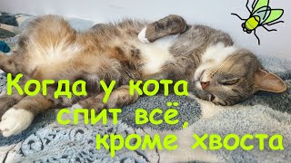 ? Когда у кота спит всё, кроме хвоста