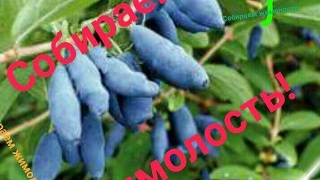Поспела жимолость!/ НА ДАЧЕ
