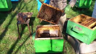 Уход за пчелами с наступлением весны (Начинающий пчеловод)
