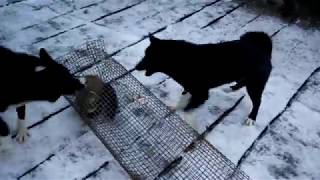 Тестирование  молодой РЕЛ и щенка