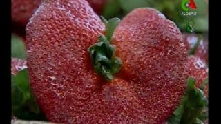 Algerie,Jijel,culture de la fraise