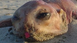What Are These Creatures? 2013 1080p Available