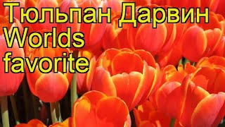 Тюльпан дарвин Ворлд Фаворит. Краткий обзор, описание характеристик tulipa Worlds favorite