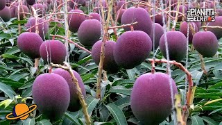 ESTE ES EL MANGO MÁS CARO DEL MUNDO | ¿Como Se Cultiva?