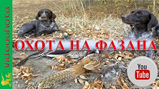 Охота на фазана!ГЕНИАЛЬНЫЙ ход-Videoohota