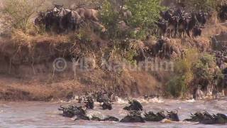 Das große Gnu Spektakel am Mara River