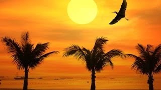 8 Hours Music for Sleeping, Soothing Music, Stress Relief, Go to Sleep, Background Music, ☯645