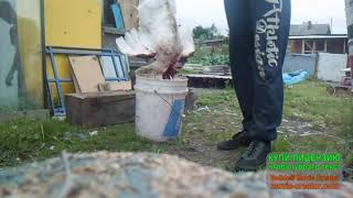 РУБЛЮ ПЕТУХА бройлер на мясо срок 6 МЕСЯЦЕВ ВЕС 5-6 кг СЛАБО НЕРВНЫМ НЕ СМОТРЕТЬ