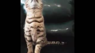 Chausie f2 cats Котята чаузи от камышового кота