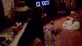 Dog Sings Law & Order Theme Song
