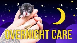 Tips for Overnight Kitten Care