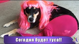 СОБАКИ в колготках - китайцы нашли себе новое развлечение