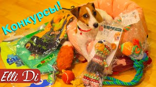 РОЗЫГРЫШ МЕДВЕЖОНКА | КОНКУРС ОТ ЭЛЛИ ДИ | Elli Di Собаки