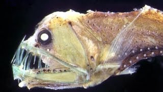 Загадки Марианской впадины