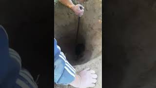 Охота на барсука! Казахстан Алматинская область. Отктябрь 2017г Видео присланное друзьями на Ватсап.