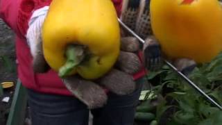 Лучки Пучки. Серия 123. Уборка урожая капусты и кабачков