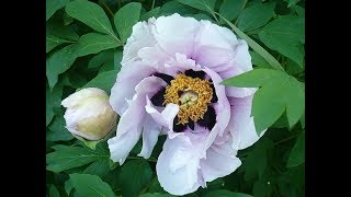 Белый пион древовидный маслом поэтапно. Пленэр.Peony tree.Picture