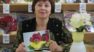 ДФ. М.Карпова.Селекция 2016/2017