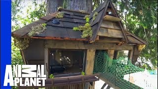 5 Fabulous Pet Friendly Home Transformations | Animal Cribs