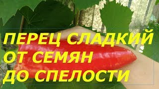КОГДА САЖАТЬ ПЕРЕЦ НА РАССАДУ СРОКИ ПОСАДКИ ОБЗОР СОРТОВЫХ СЕМЯН