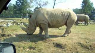 Zoo Safari di Pombia 2013 (nuovo video in descrizione)