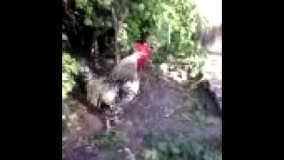 1  Петух кукарекает