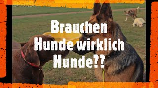 Brauchen Hunde andere Hunde    Die Meinung vom Hundetrainer Steve 2
