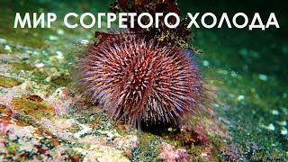 Подводный мир Баренцева Моря. Underwater World of Barents Sea.