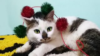 Кошка Карамелька и котенок Мурка играют с Лизой