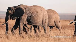 Cute clumpsy baby animals suckling on their moms