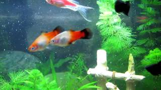 Platy (Platies) breeding
