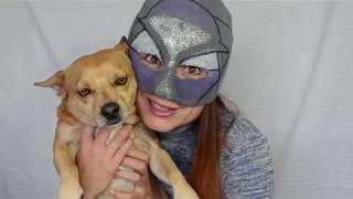 5 Requisitos para adoptar un animal ?? Preguntas y respuestas